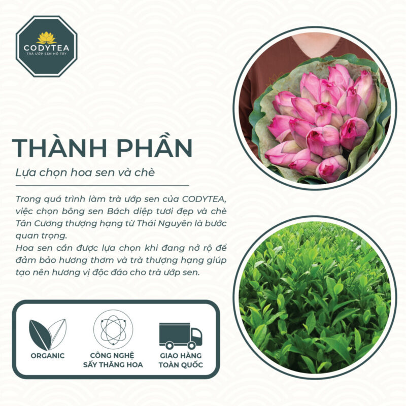 Hop truong tho Trà Ướp Sen Hồ Tây CodyTea (Đại Thọ)