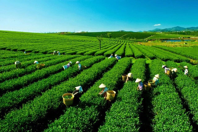 Ngành Chè Việt Nam: Kỳ 2 – Những đóng góp không thể phủ nhận cho kinh tế – xã hội